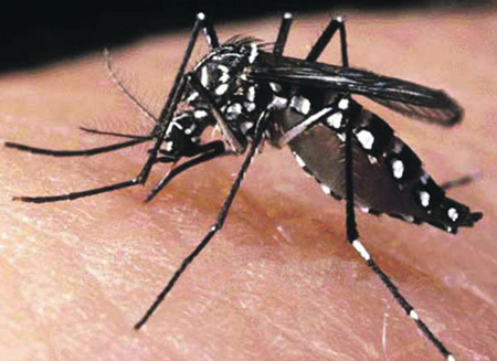 Aedes Aegypti mosquito